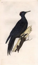 Spillkråka. Dryocopus martius (Picus martius). Koppargravyr av Edward Donovan (1768-1837), publicerad i Histoire naturelle des oiseaux britanniques, London