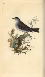 Svartmössa, Sylvia atricapilla. Handfärgad kopparplåt ritad och graverad av Edward Donovan från hans egen "Natural History of British Birds", London