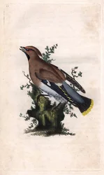 Boreal jaspis. Bombycilla garrulus (Ampelis garrulus). Kopparstick av Edward Donovan (1768-1837), publicerad i Natural History of British Birds, London