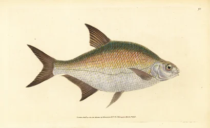 Braxen, Abramis brama (Cyprinus brama). Handfärgad kopparplåt ritad och graverad av Edward Donovan från hans Natural History of British Fishes, Donovan och F.C. och J. Rivington, London