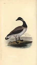 Brentgås, Branta bernicla. Handfärgad kopparplåt ritad och graverad av Edward Donovan från hans egen "Natural History of British Birds", London