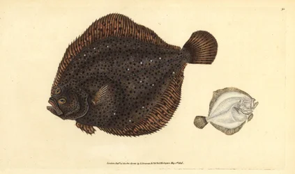 Brill eller pärla, Scophthalmus rhombus (Pleuronectes rhombus). Handfärgad kopparplåt ritad och graverad av Edward Donovan från hans Natural History of British Fishes, Donovan och F.C. och J. Rivington, London
