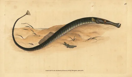 Brednosig eller kortare pipfisk. Syngnathus-tyfl. Handfärgad kopparplåt ritad och graverad av Edward Donovan från hans Natural History of British Fishes, Donovan och F.C. och J. Rivington, London