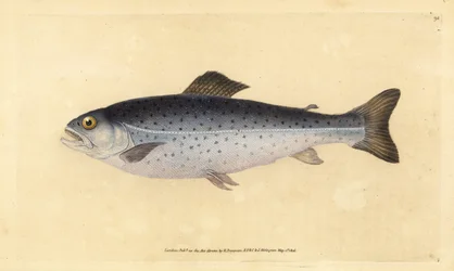 Öring, Salmo trutta (Sewen, Salmo cambricus). Handfärgad kopparplåt ritad och graverad av Edward Donovan från hans Natural History of British Fishes, Donovan och F.C. och J. Rivington, London