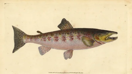 Öring, Salmo trutta fario (Trout, Salmo fario). Handfärgad kopparplåt ritad och graverad av Edward Donovan från hans Natural History of British Fishes, Donovan och F.C. och J. Rivington, London