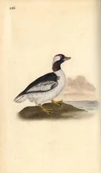 Bufflehead, Bucephala albeola. Handfärgad kopparplåt ritad och graverad av Edward Donovan från hans egen "Natural History of British Birds", London