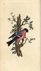 Domherre, Pyrrhula pyrrhula. Handfärgad kopparplåt ritad och graverad av Edward Donovan från hans egen "Natural History of British Birds", London