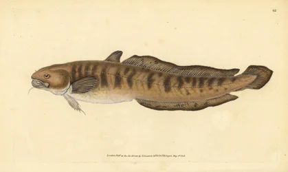 Burbot, Lota lota (Gadus lota). Handfärgad kopparplåt ritad och graverad av Edward Donovan från hans Natural History of British Fishes, Donovan och F.C. och J. Rivington, London