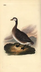 Kanadagås, Branta canadensis. Handfärgad kopparplåt ritad och graverad av Edward Donovan från hans egen "Natural History of British Birds", London