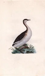 Castagny dopping. Tachybaptus ruficollis (Podiceps nigricans). Kopparstick av Edward Donovan (1768-1837), publicerad i Natural History of British Birds, London