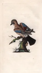 Chenes jay. Garrulus glandarius (Corvus glandarius). Kopparstick av Edward Donovan (1768-1837), publicerad i Natural History of British Birds, London