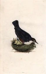 Cincle dykare. Cinclus cinclus (Sturnus cinclus). Kopparstick av Edward Donovan (1768-1837), publicerad i Natural History of British Birds, London