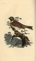 Cirl bunting, Emberiza cirlus. Handfärgad kopparplåt ritad och graverad av Edward Donovan från hans egen "Natural History of British Birds", London