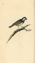 Kol det, Periparus ater. Handfärgad kopparplåt ritad och graverad av Edward Donovan från hans egen "Natural History of British Birds", London