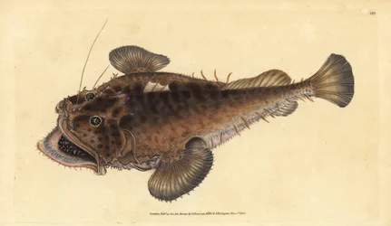 Vanlig sportfiskare, Lophius piscatorius. Handfärgad kopparplåt ritad och graverad av Edward Donovan från hans Natural History of British Fishes, Donovan och F.C. och J. Rivington, London