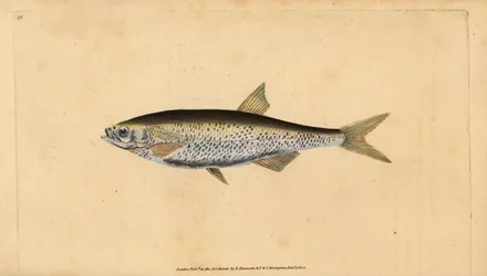 Vanlig dyster, Alburnus alburnus (Cyprinus alburnus). Handfärgad kopparplåt ritad och graverad av Edward Donovan från hans Natural History of British Fishes, Donovan och F.C. och J. Rivington, London