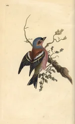Vanlig bofink, Fringilla coelebs. Handfärgad kopparplåt ritad och graverad av Edward Donovan från hans egen "Natural History of British Birds", London