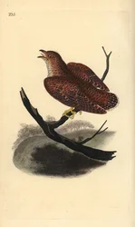 Vanlig gök (ung), Cuculus canorus. Handfärgad kopparplåt ritad och graverad av Edward Donovan från hans egen "Natural History of British Birds", London