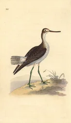 Vanlig grönben, Tringa nebularia. Handfärgad kopparplåt ritad och graverad av Edward Donovan från hans egen "Natural History of British Birds", London