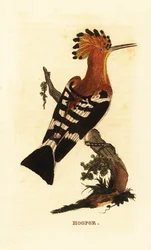 Vanlig hoopoe, Upupa epops