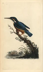 Vanlig kungsfiskare, Alcedo atthis. Handfärgad kopparplåt ritad och graverad av Edward Donovan från hans egen "Natural History of British Birds", London