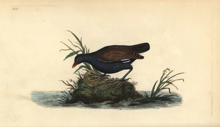 Rörhöna, Gallinula chloropus. Handkolorerad koppargravyr, tecknad och graverad av Edward Donovan ur hans egen „Natural History of British Birds“, London
