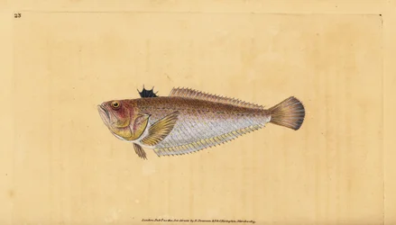 Vanlig eller större vivers, Trachinus draco. Handfärgad kopparplåt ritad och graverad av Edward Donovan från hans Natural History of British Fishes, Donovan och F.C. och J. Rivington, London