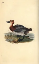 Vanlig tröja eller rödhårig viva, Aythra ferina (hona). Handfärgad kopparplåt ritad och graverad av Edward Donovan från hans egen "Natural History of British Birds", London