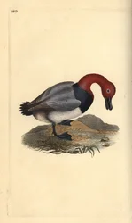 Vanlig tröja eller rödhårig viva, Aythra ferina (hane). Handfärgad kopparplåt ritad och graverad av Edward Donovan från hans egen "Natural History of British Birds", London