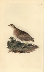 Vanlig vaktel, Coturnix coturnix. Handfärgad kopparplåt tecknad och graverad av Edward Donovan från hans egen "Natural History of British Birds" (1794-1819). Edward Donovan (1768-1837) var en anglo-irländsk amatörzoolog, författare, konstnär och gravör. Ha