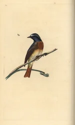 Rödstjärt, Phoenicurus phoenicurus. Handkolorerad koppargravyr tecknad och graverad av Edward Donovan ur hans egen Natural History of British Birds, London
