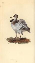 Vanlig sandsnäppa, Actitis hypoleucos. Handfärgad kopparplåt ritad och graverad av Edward Donovan från hans egen "Natural History of British Birds", London