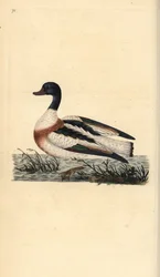 Vanlig shelduck, Tadorna tadorna. Handfärgad kopparplåt ritad och graverad av Edward Donovan från hans egen "Natural History of British Birds", London
