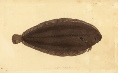 Vanlig sula eller Dover-sula, Solea solea (Pleuronectes solea). Handfärgad kopparplåt ritad och graverad av Edward Donovan från hans Natural History of British Fishes, Donovan och F.C. och J. Rivington, London