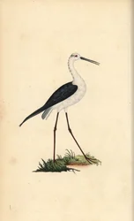 Vanlig stylta, Himantopus himantopus. Handfärgad kopparplåt ritad och graverad av Edward Donovan från hans egen "Natural History of British Birds", London