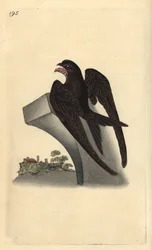Vanlig hassel, Apus apus. Handfärgad kopparplåt ritad och graverad av Edward Donovan från hans egen "Natural History of British Birds", London