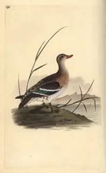 Vanlig kricka, Anas crecca, hona. Handfärgad kopparplåt ritad och graverad av Edward Donovan från hans egen "Natural History of British Birds", London