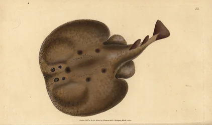 Vanlig torped eller ögonstråle, Raja-torped. Handfärgad kopparplåt ritad och graverad av Edward Donovan från hans Natural History of British Fishes, Donovan och F.C. och J. Rivington, London
