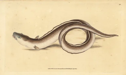 Conger ål, Muraena conger. Handkolorerad kopparplatta ritad och graverad av Edward Donovan från hans Natural History of British Fishes, Donovan and F.C. and J. Rivington, London.
