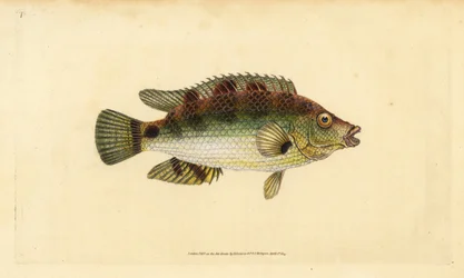 Korkvinge, Symphodus melops (Goldfinny, Labrus cornubius). Handfärgad kopparplåt ritad och graverad av Edward Donovan från hans Natural History of British Fishes, Donovan och F.C. och J. Rivington, London