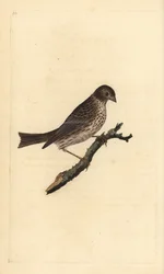 Majsspurv, Miliaria calandra. Handfärgad kopparplåt ritad och graverad av Edward Donovan från hans egen "Natural History of British Birds", London