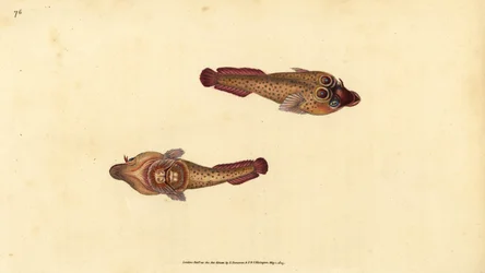 Cornish sucker, Lepadogaster purpurea (ocellated sucker, Cyclopterus ocellatus). Handkolorerat kopparstick tecknat och graverat av Edward Donovan från hans Natural History of British Fishes, Donovan and F.C. and J. Rivington, London.