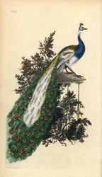 Crested påfågel, indisk eller blå påfågel, Pavo cristatus. Handfärgad kopparplåt ritad och graverad av Edward Donovan från hans egen "Natural History of British Birds", London