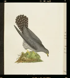 Gök från "The History of British Birds", 1799
