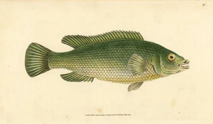 Gökleppefisk, Labrus mixtus (Sträckig läppefisk, Labrus lineatus). Handfärgad kopparplåt ritad och graverad av Edward Donovan från hans Natural History of British Fishes, Donovan och F.C. och J. Rivington, London