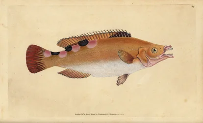 Gökleppefisk, Labrus mixtus (Trimaculated wrasse, Labrus trimaculatus). Handfärgad kopparplåt ritad och graverad av Edward Donovan från hans Natural History of British Fishes, Donovan och F.C. och J. Rivington, London