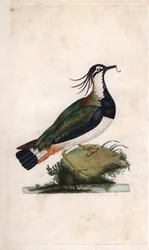 Cuppa vipa. Vanellus vanellus (Tringa vanellus). Kopparstick av Edward Donovan (1768-1837), publicerad i Natural History of British Birds, London