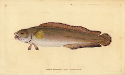 Cusk eller bete, Brosme brosme (Brosme eller Scotch torsk, Gadus brosme). Handfärgad kopparplåt ritad och graverad av Edward Donovan från hans Natural History of British Fishes, Donovan och F.C. och J. Rivington, London