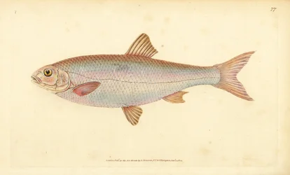 Dace, Leuciscus leuciscus (Cyprinus leuciscus). Handfärgad kopparplåt ritad och graverad av Edward Donovan från hans Natural History of British Fishes, Donovan och F.C. och J. Rivington, London