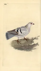 Tamduva, Columba livia domestica. Handfärgad kopparplåt ritad och graverad av Edward Donovan från hans egen "Natural History of British Birds", London